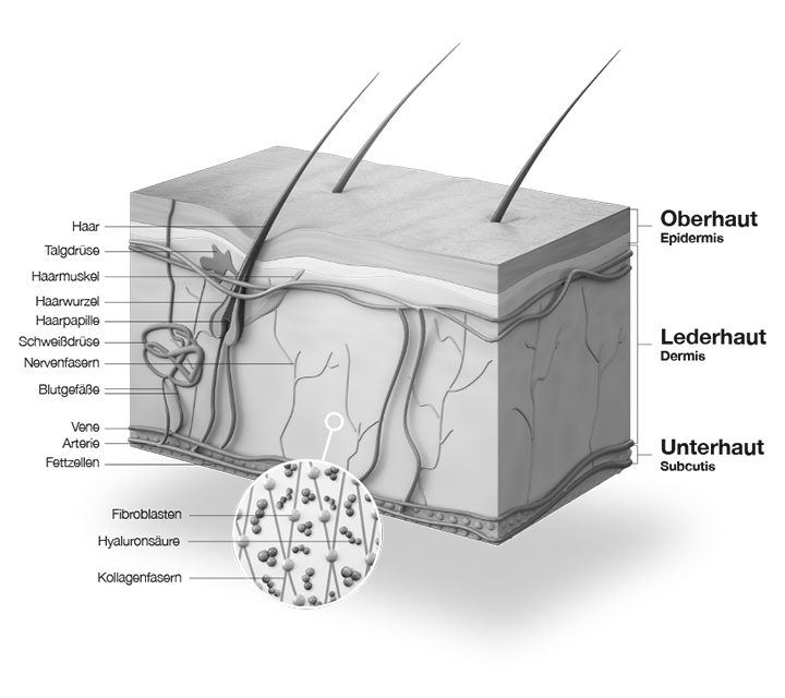 Dermadore - Haut - Aufbau der Hautschichten: Oberhaut (Epidermis), Lederhaut (Dermis) und Unterhaut (Subcutis)