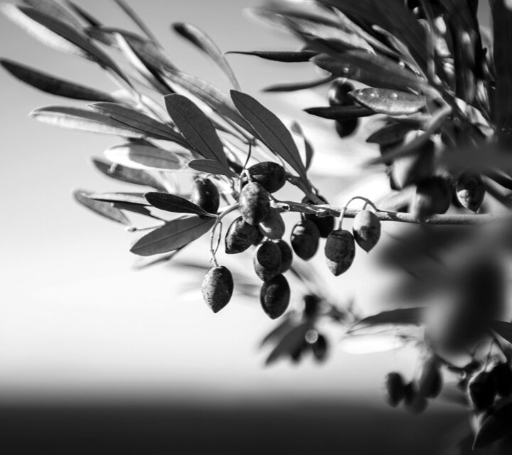 Dermadore - Inhaltsstoffe - Olivenextrakt - die Kraft der Natur