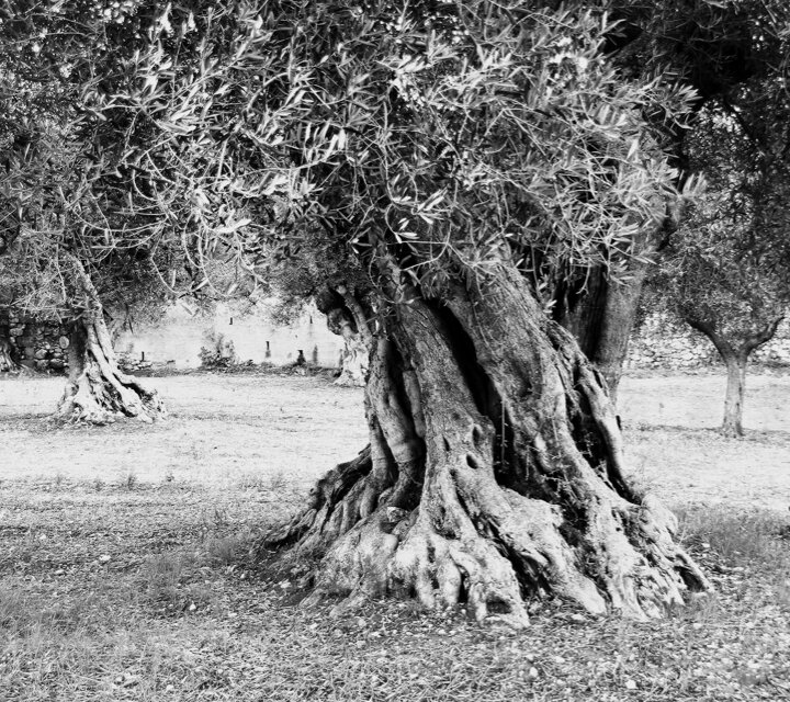 Dermadore - Inhaltsstoffe - Olivenbaum