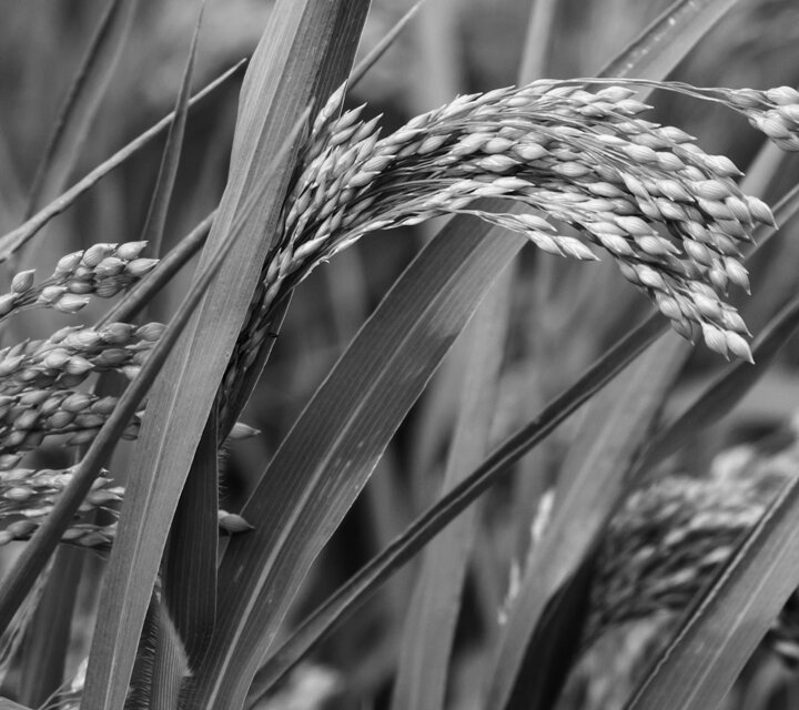 Dermadore - Inhaltsstoffe -  KeraLiacin - Hirse-Extrakt